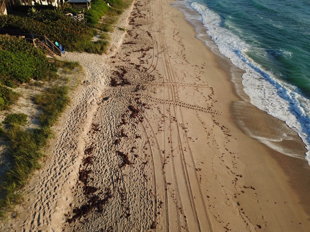turtle prints on beach