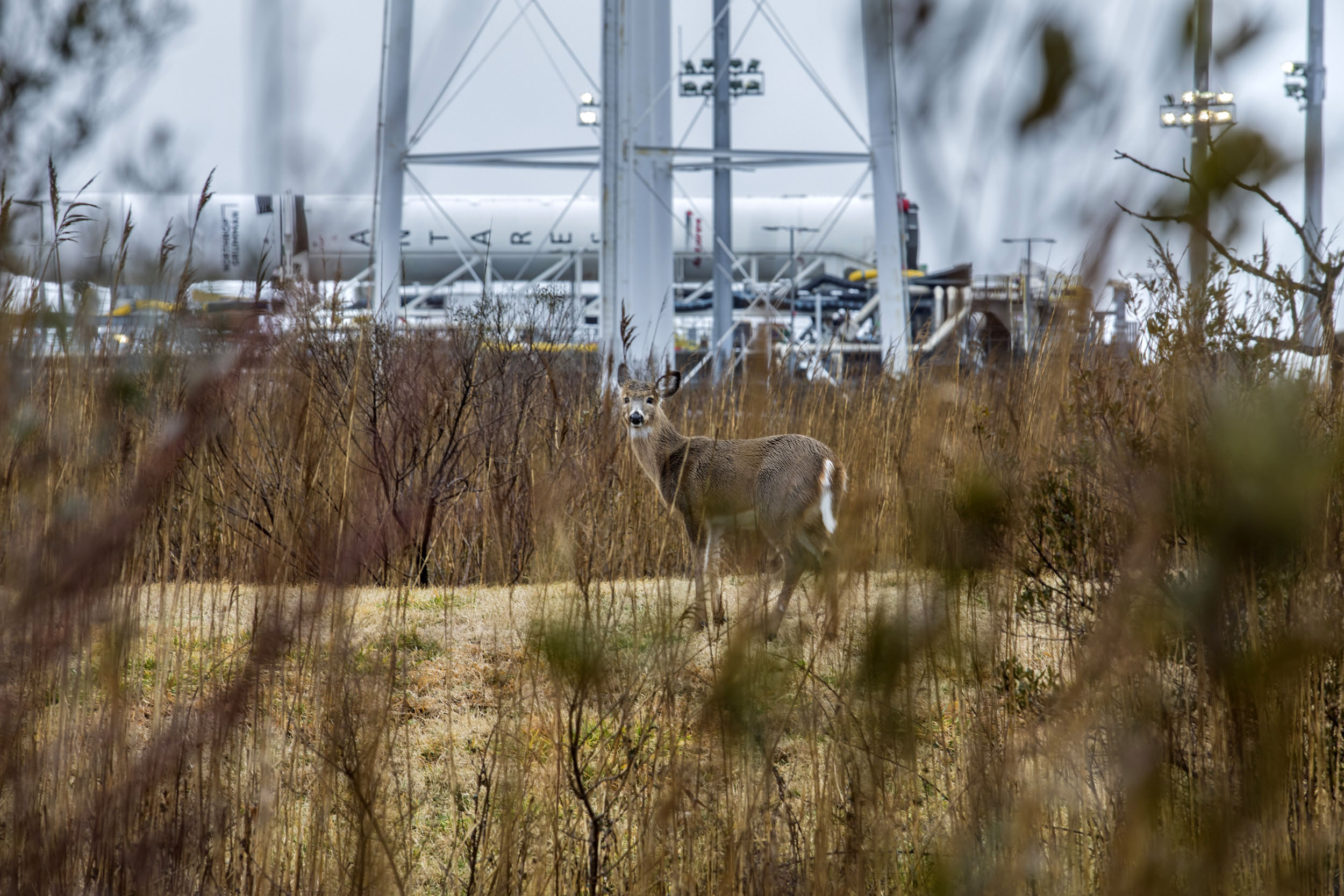 NG_15_Antares_4 A deer standing in a field in front of a rocket on a launch pad
