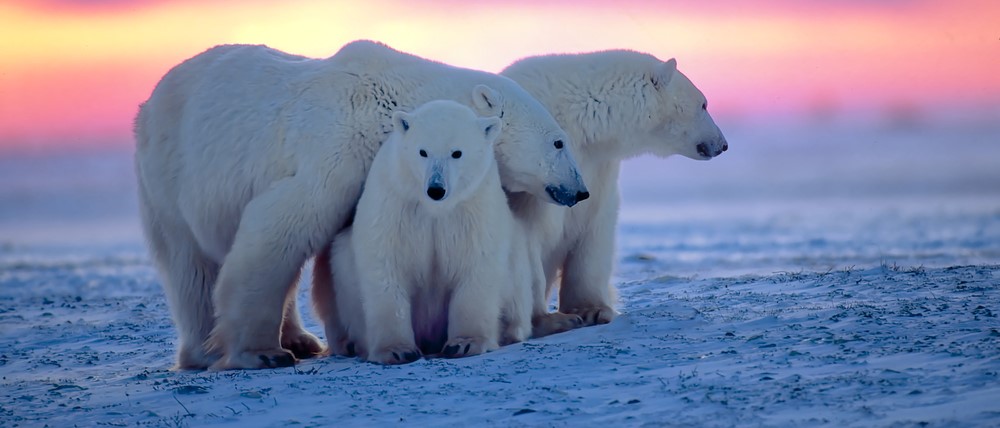 Polar Bear Conservation: Operation PolarEye Polar Bear Conservation: Operation PolarEye